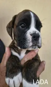 Nemecký boxer šteniatka s PP