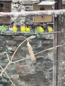 Agapornis škraboškový