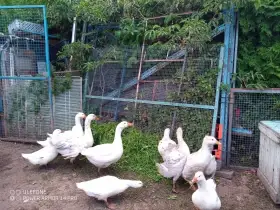 Letošní husy