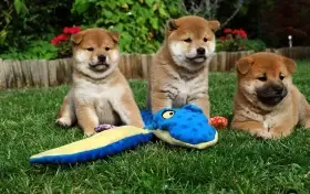 Shiba-Inu s PP FCI z chovatelské stanice pibaro
