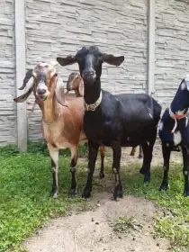 2podílové AN kozičky,