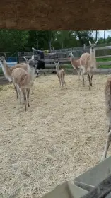 Lama guanako