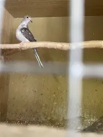 Holoubek diamantový straky letošní