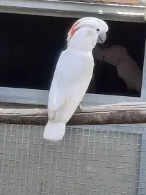 Kakadu molucký