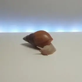 Achatina africký šnek na prodej