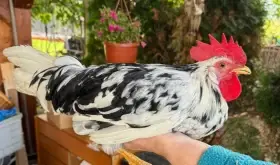 Vlaška Exquecher