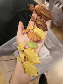 Vajíčka lupenitek Phyllium letiranti "Tataba"