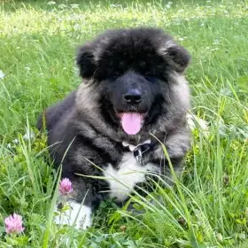 Americká akita 4 měsíční štěně ,