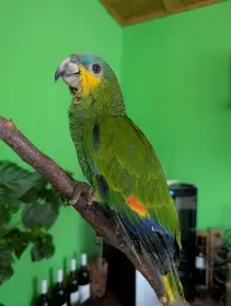 Amazoňan oranžovokřídlý