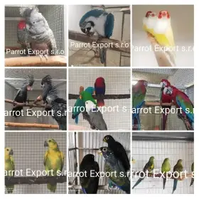 Koupím pro export