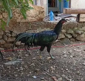 Kmen Sumatránka velká černá 1.2 (kohout, dvě slepice)