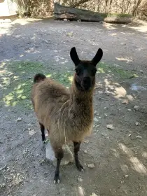 Lama krotká - prodej letošních mláďat