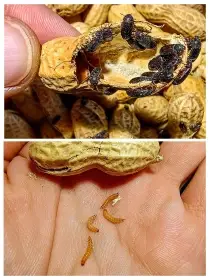 Ulomoides dermestoides