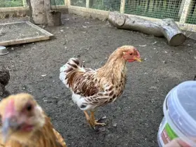 Daruji kohoutky zdrobnele wyandotky