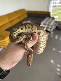 Python regius