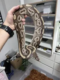 Python regius