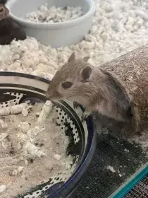 Pískomil mongolský - dvouměsíční mláďata