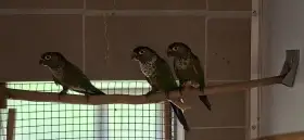 Pyrura černotemenny/Pyrrhura rupicola sandiae