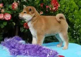 Shiba-Inu s PP FCI z chovatelské stanice pibaro