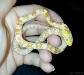 Užovka černá - Albino
