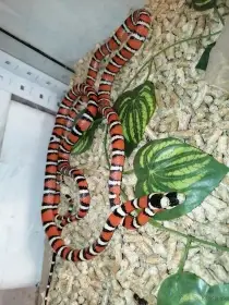 Lampropeltis pyromelana