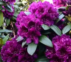 Rhododendron