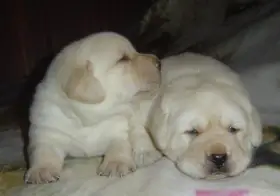 Labradorský retrívr štěňátka s PP