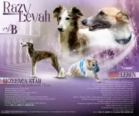 Dlouhosrstý vipet