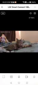 Dám kotě do dobrých rukou