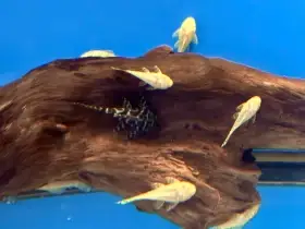 Ancistrus sp.gold