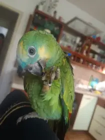 Amazonan modrocely