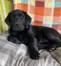 Labradorský retrívr
