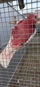 Kakadů růžový, letošní  mláďata s DNA. Přírodní někteří ručně dokrmení.