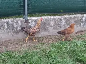 Prodám odrostlá kuřata.