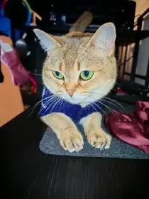 Číča