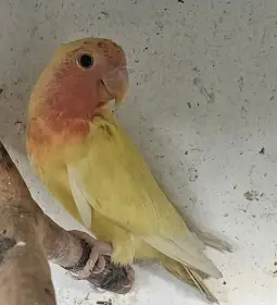 Agapornis růžohrdlý, Holoubek diamantový