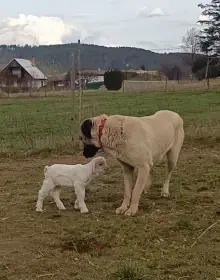 Maminka štěňátek