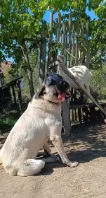 Maminka štěňátek