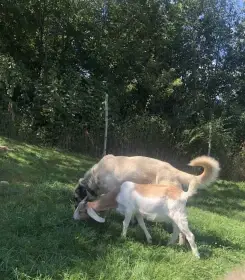 Maminka štěňátek