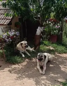 Vpravo otec, vlevo maminka štěňátek