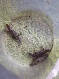 Egernia stokesii