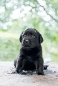 Štěňátko labradora s PP