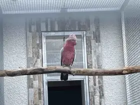 Kakadu růžový