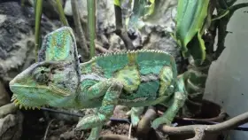 CHameleon Jemenský