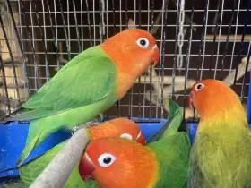 Agapornis Fišerův