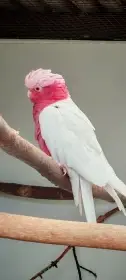 Kakadu růžový