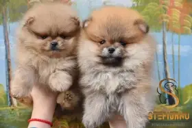 Pomeranian BOO štěňata