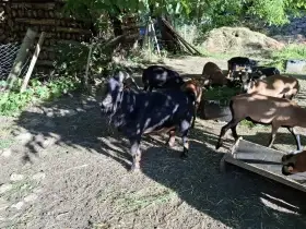 Kamerunští berani.
