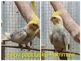 Korela chocholatá a andulky