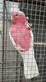 Kakadu růžový lutino